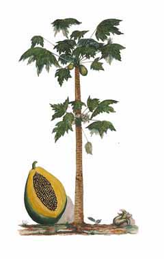 Carica papaya Papaya, Mamo, Melon Tree